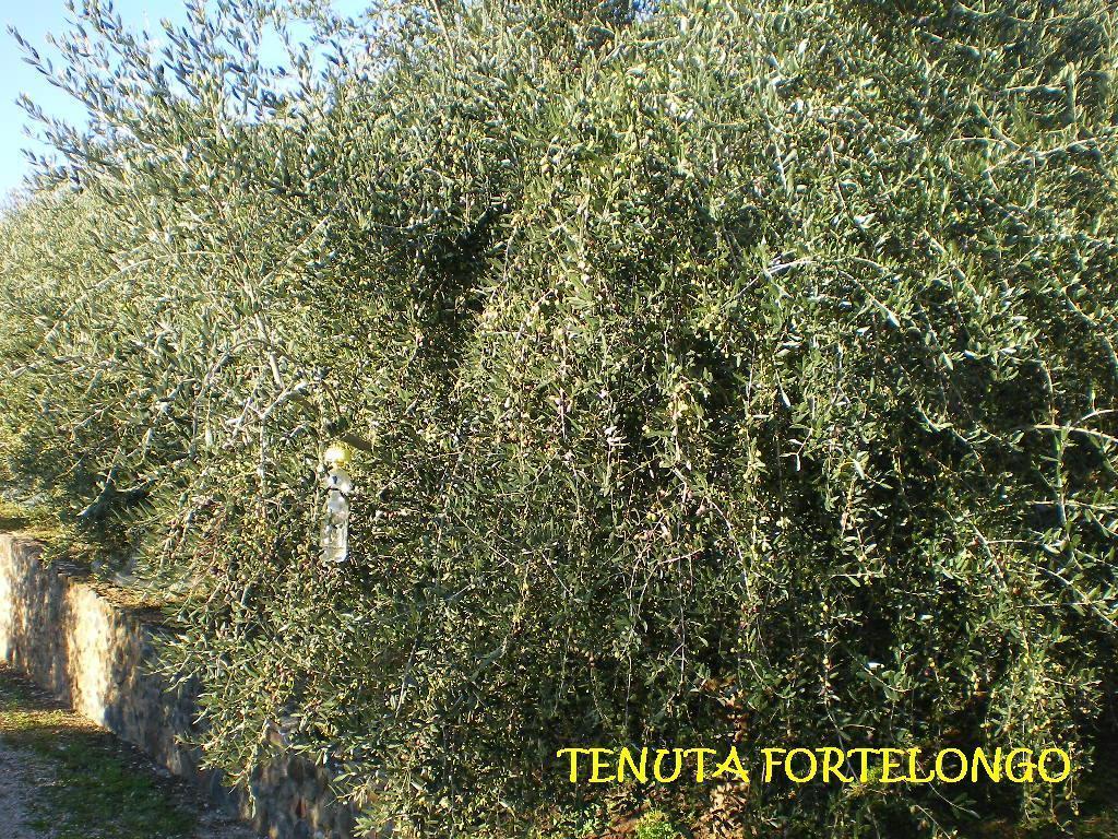 Tenuta Fortelongo Fara Vicentino Exterior foto