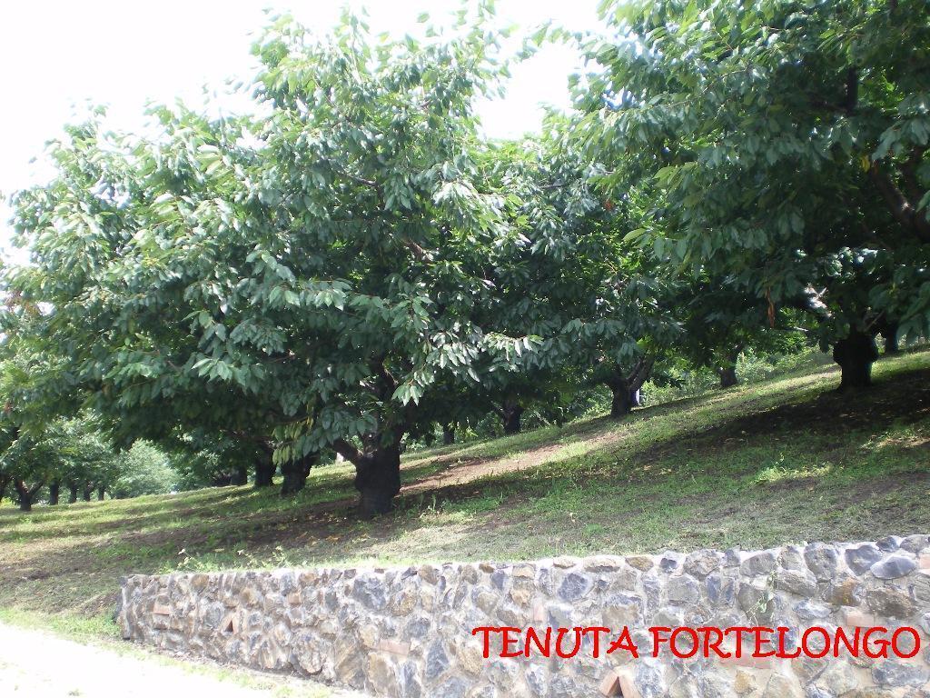 Tenuta Fortelongo Fara Vicentino Exterior foto